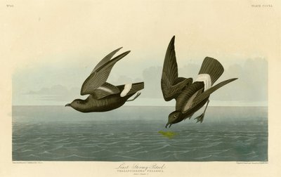 Plate 340 of Birds of America by John James Audubon Depicting Least Stormy-Petrel by John James Audubon